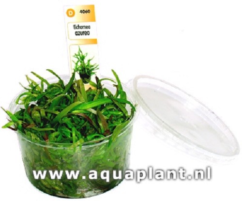 Eichornea azurea - Azurblaue Wasserhyazinthe in einen becher (15 st)